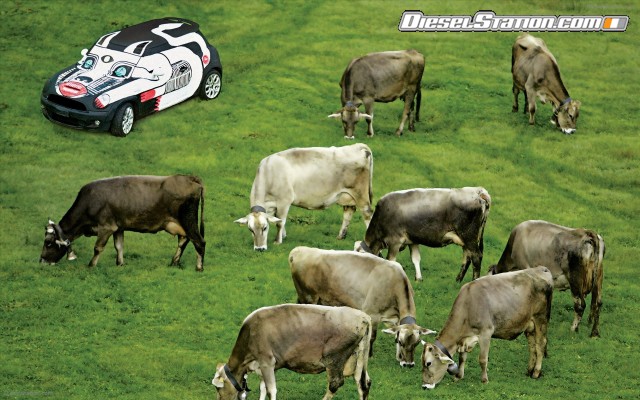 cars