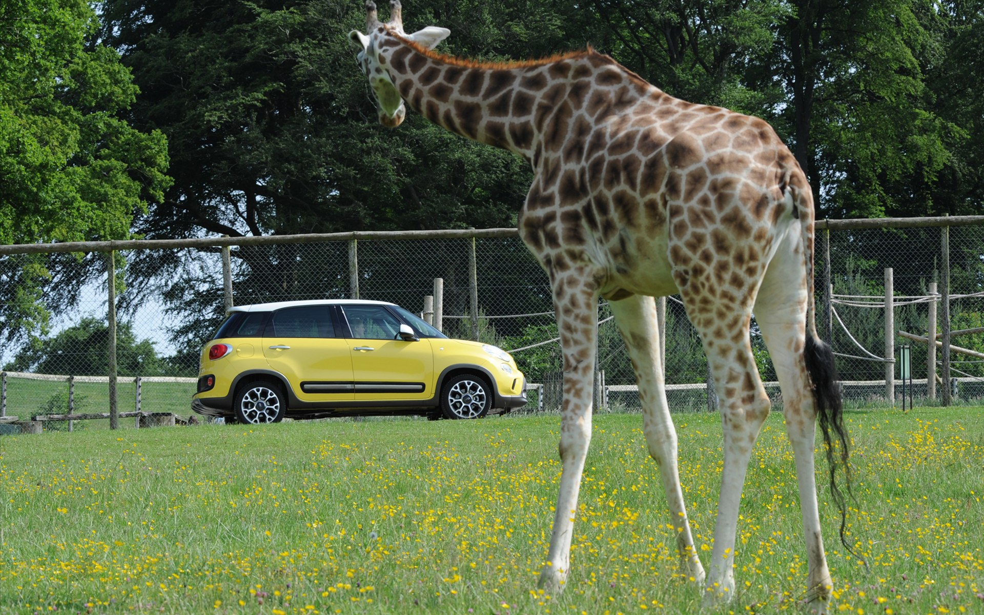 Fiat 500L Trekking 2014