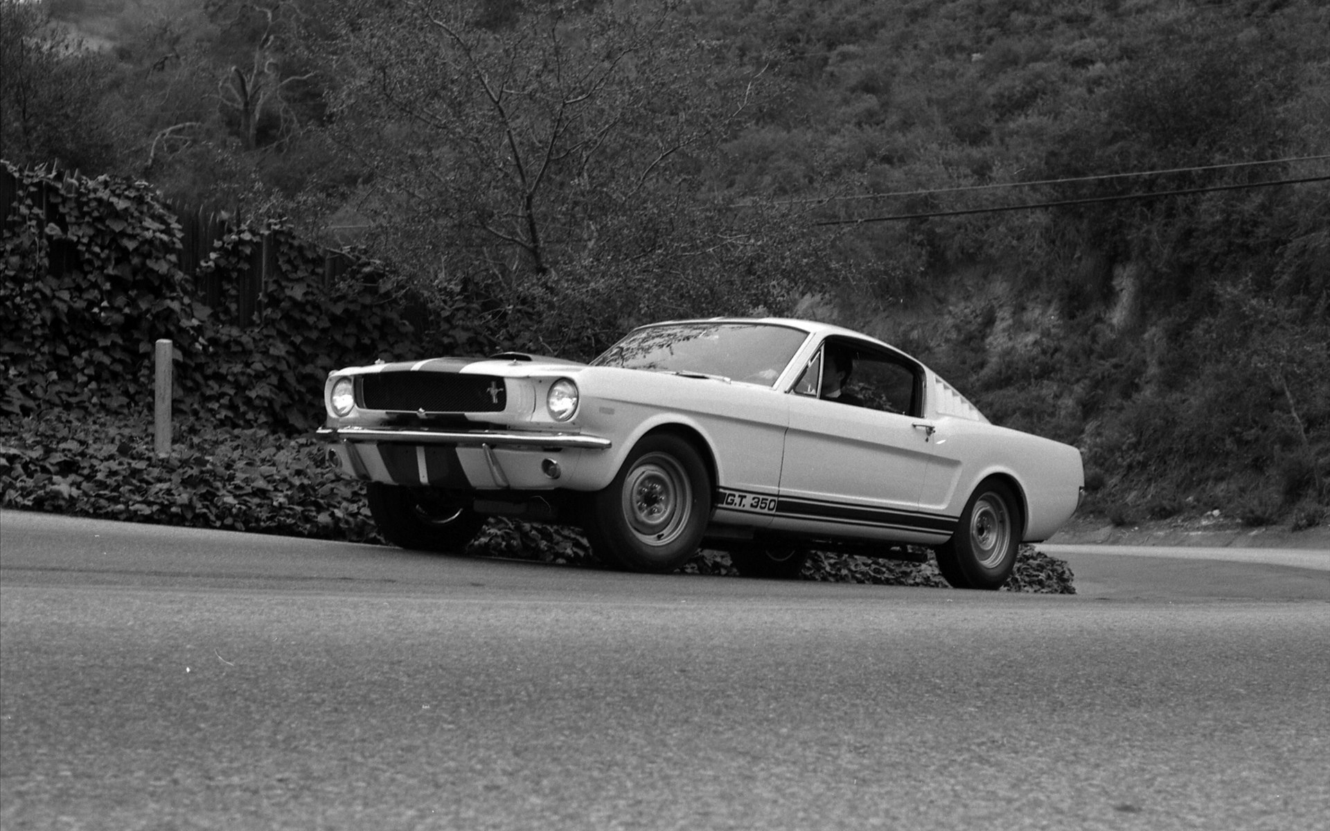 1964 Ford mustang shelby