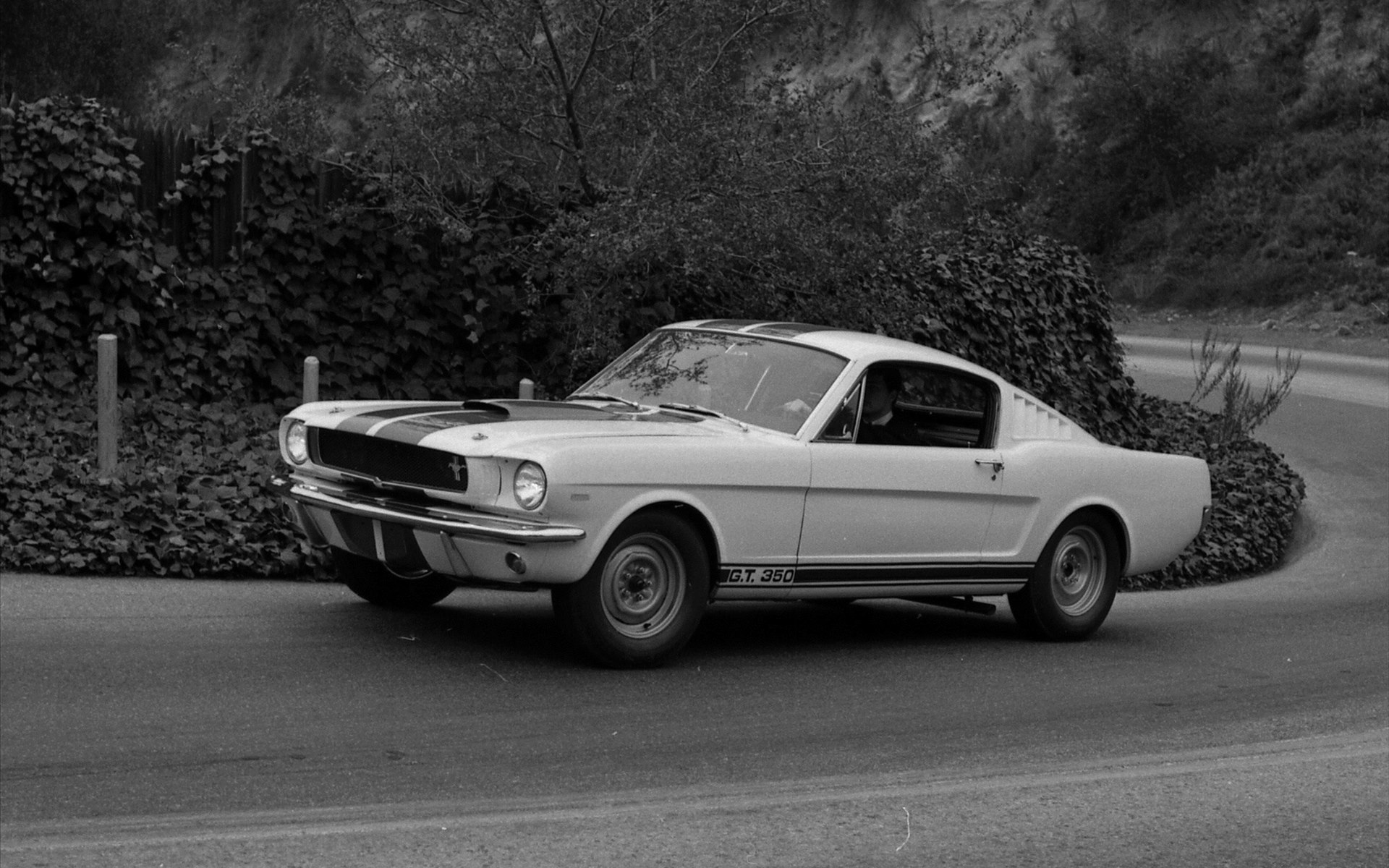 Ford Shelby GT350 Mustang 1964