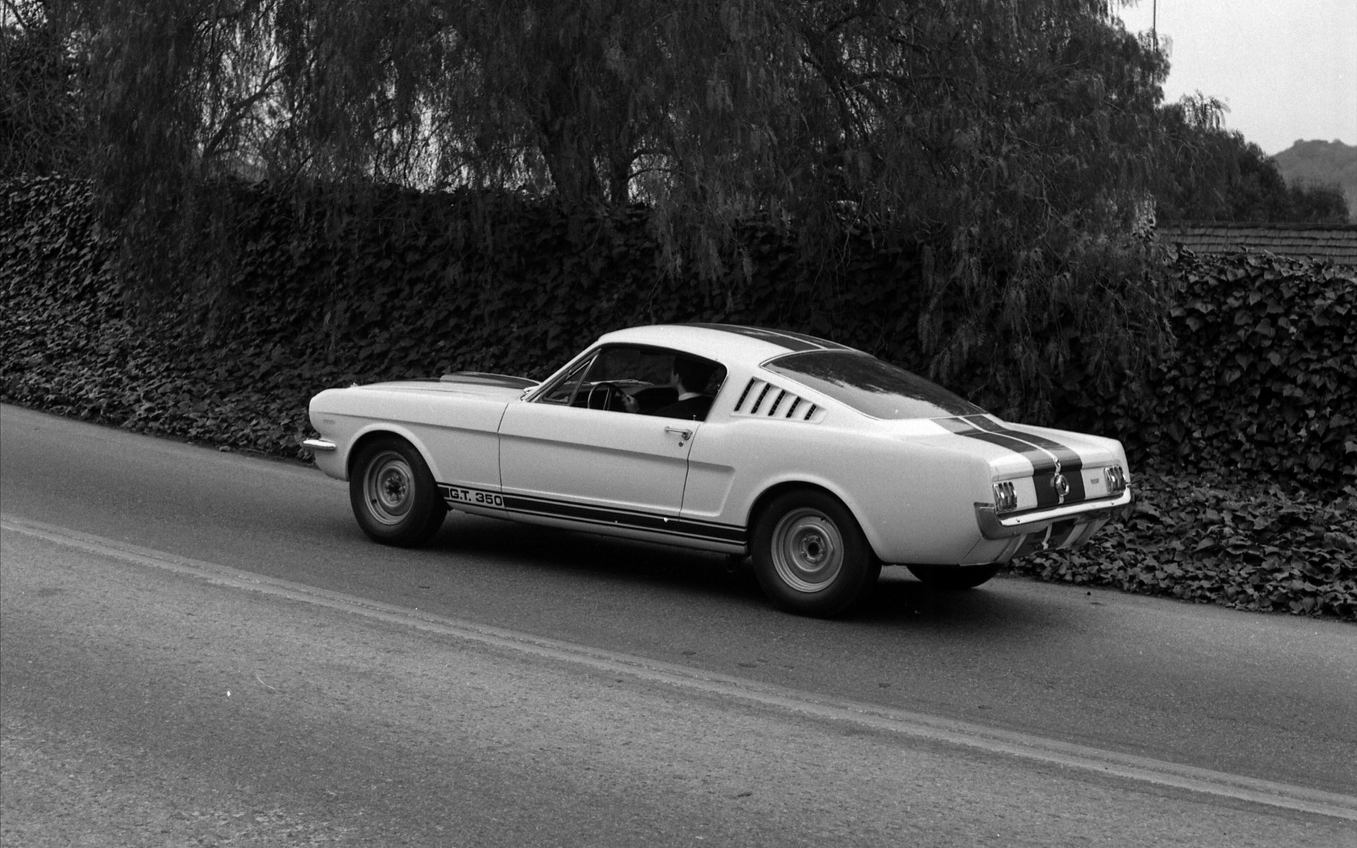 1964 Ford shelby #9