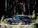 Buick 2011 Regal Picture #0