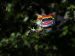 Porsche 911 GT3 RSR Flying Lizard Picture #5