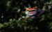Porsche 911 GT3 RSR Flying Lizard Widescreen Picture #9