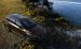 Volvo V60 Cross Country 2016 Widescreen Picture #24